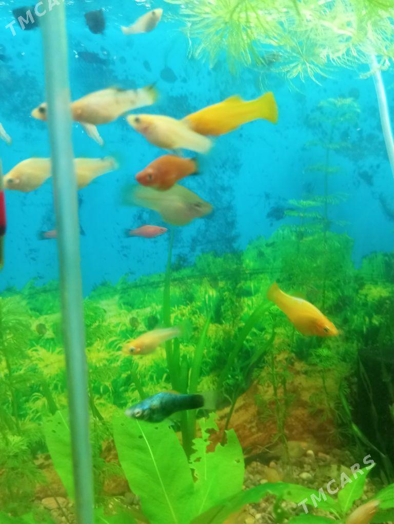 Рыбки - Ашхабад - img 1