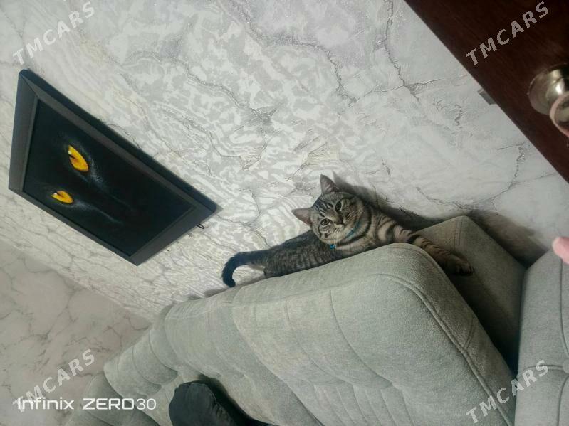 Кошка Табби - Türkmenabat - img 1