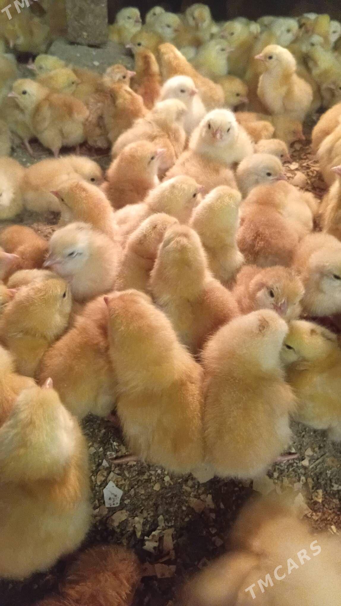 juyje - Şabat etr. - img 1