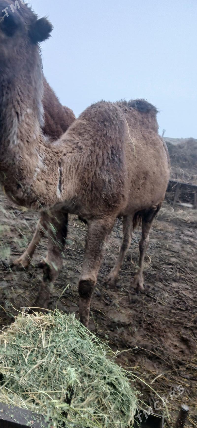 uly duye - Büzmeýin - img 1