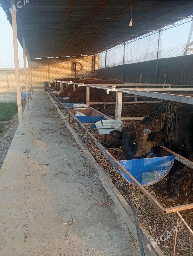 окузлер - Туркменабат - img 1