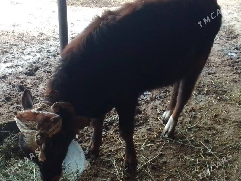 öküzçe - Änew - img 1