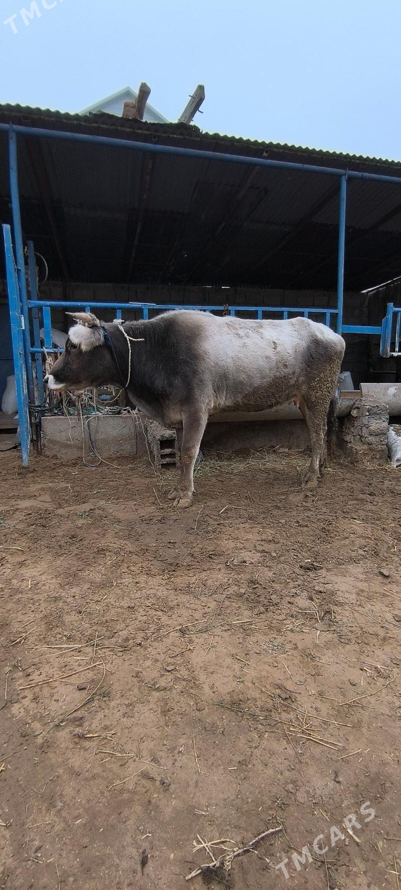 Göleli sygyr - Чоганлы - img 1