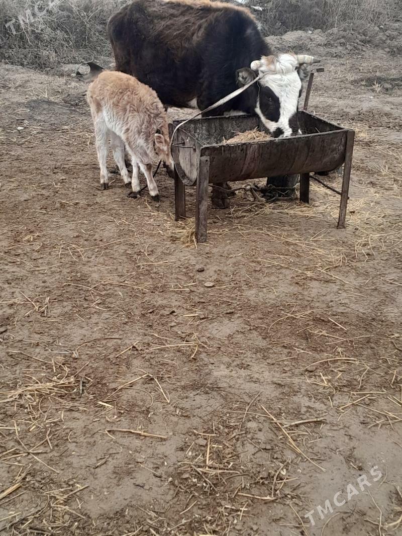 Goleli sygyr - Гёкдепе - img 1