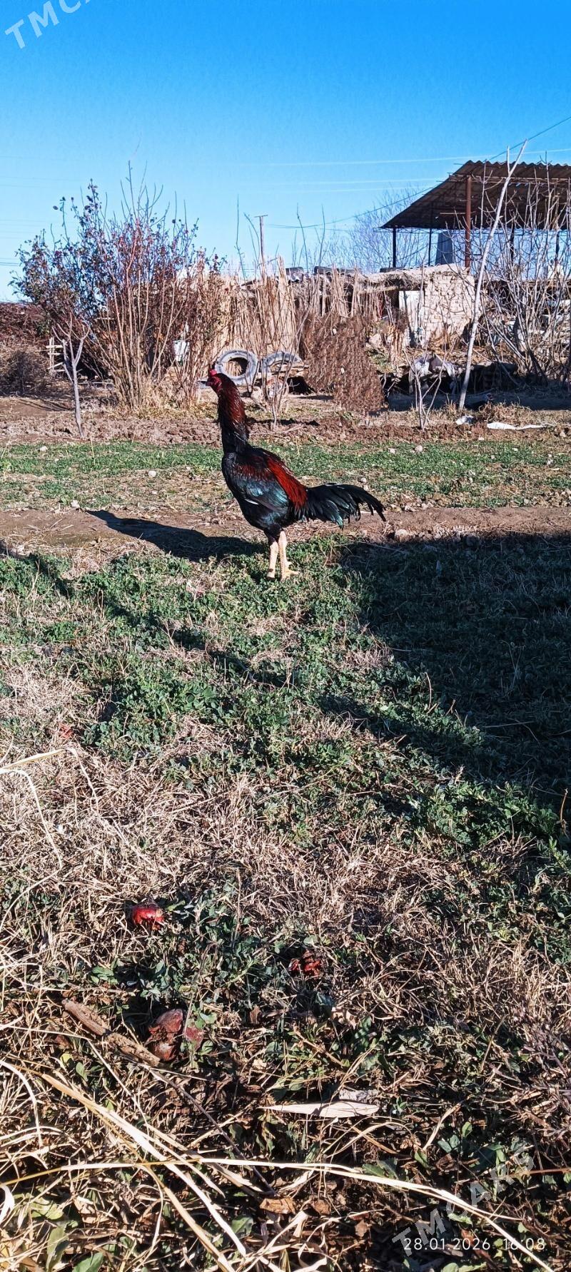 bayec horaz - Векильбазар - img 1