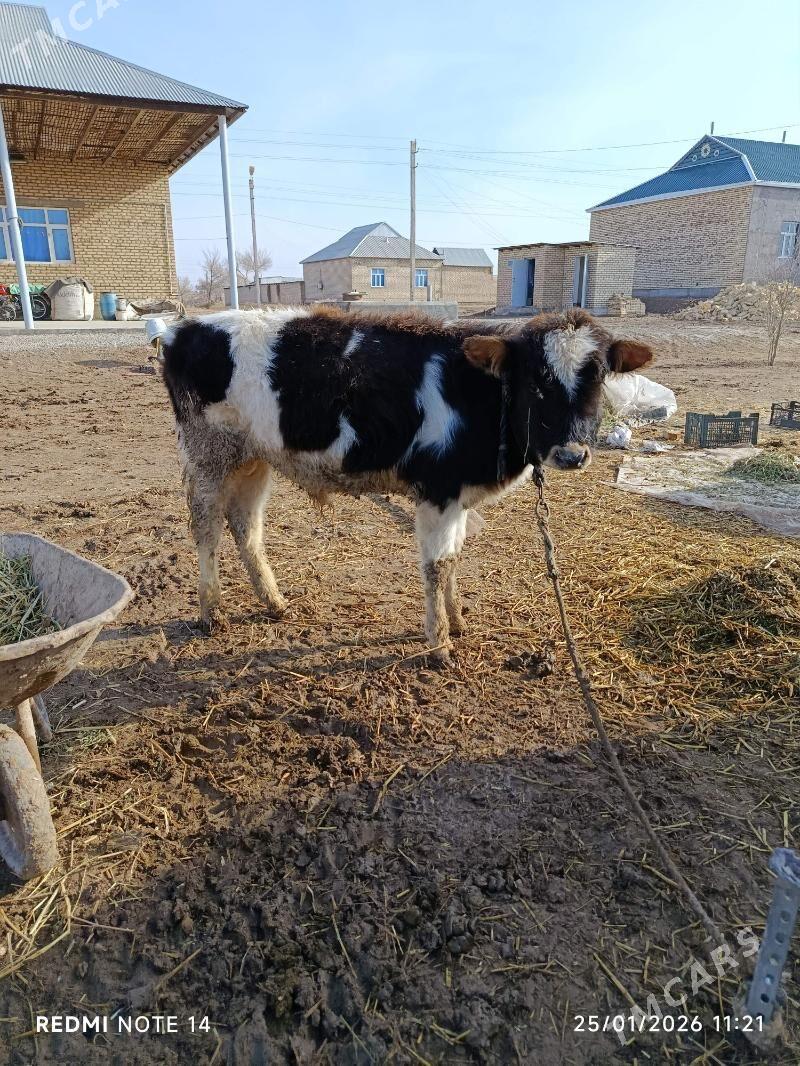 öküz - Бабадайхан - img 1