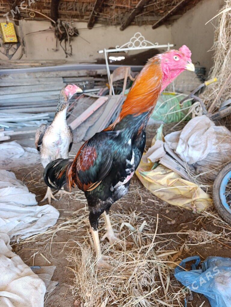 Baysy Jüje - Sakarçäge - img 1