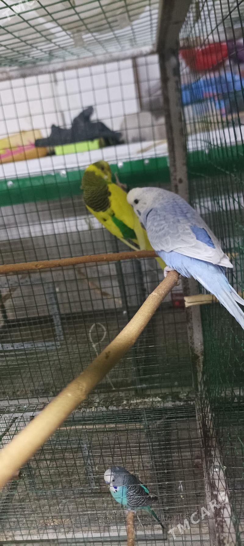 popugay guslar - Ашхабад - img 1