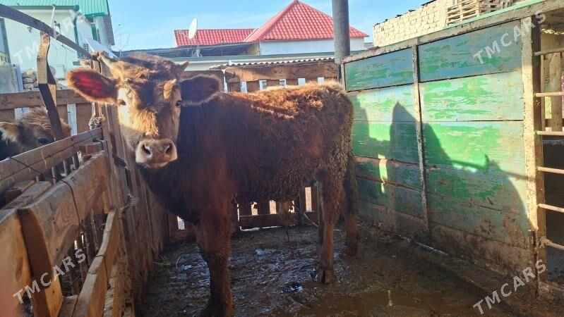 Okuz - Гуртли - img 1