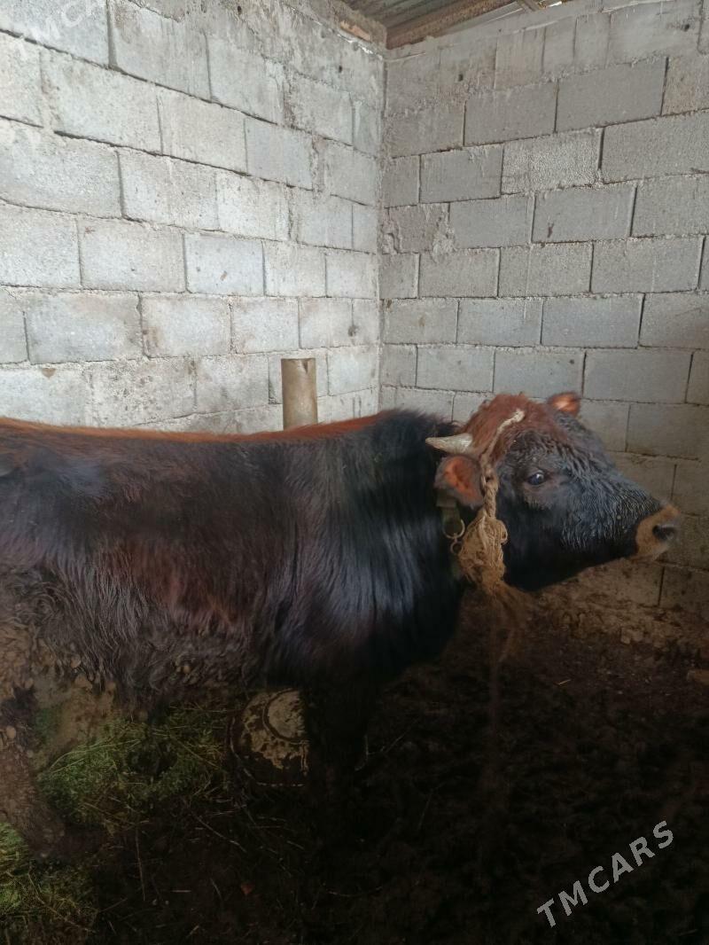 öküz - Бузмеин - img 1