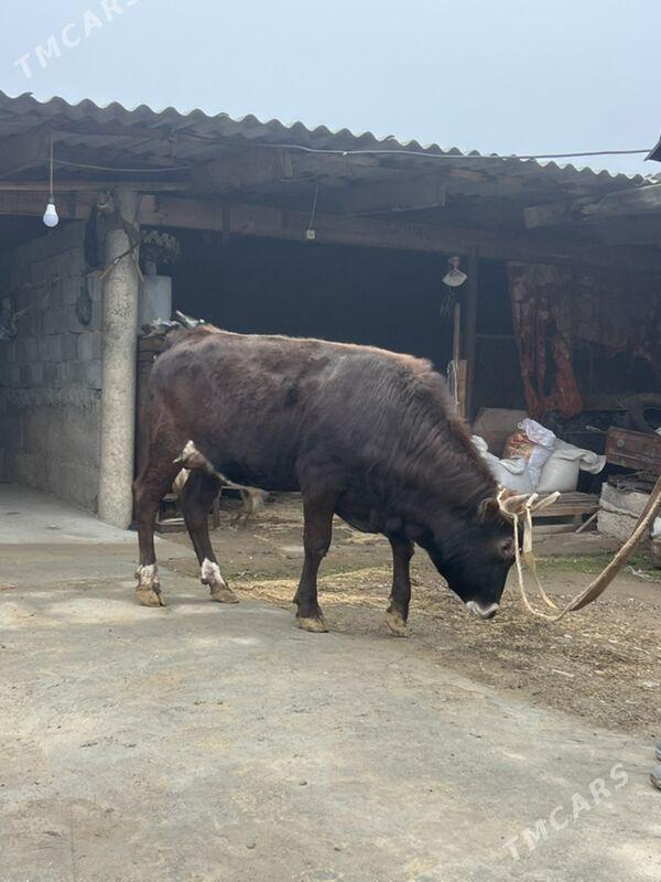 okuz - Ашхабад - img 1