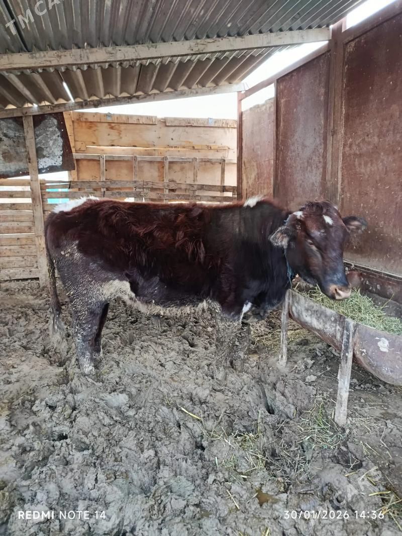 öküz - Бабадайхан - img 1