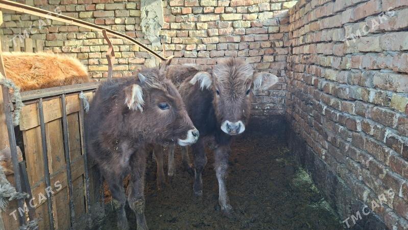 Okuz - Гуртли - img 1