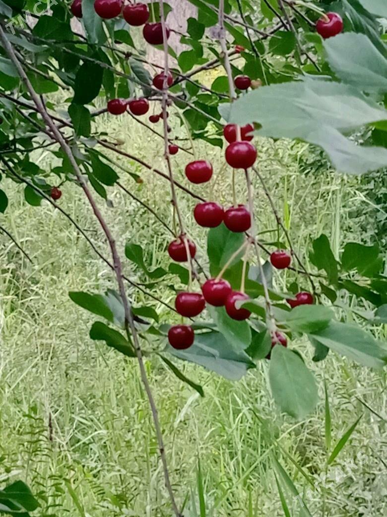 wisni sitil - Babadaýhan - img 1