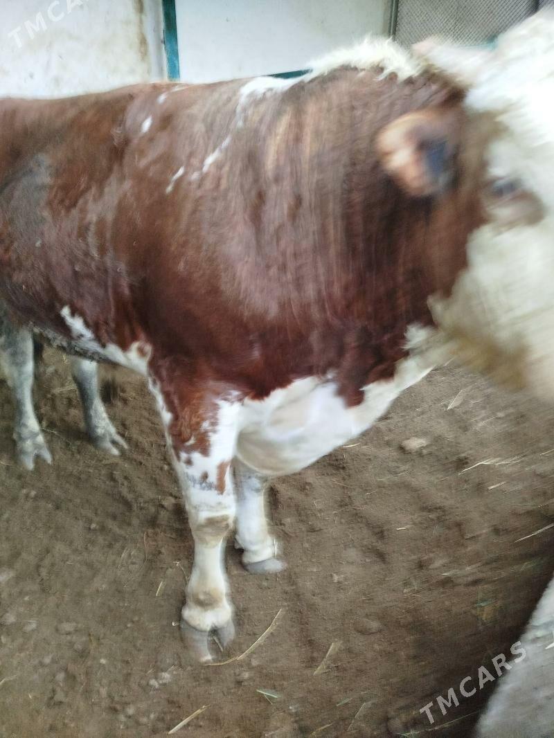 okuz - Бузмеин - img 1