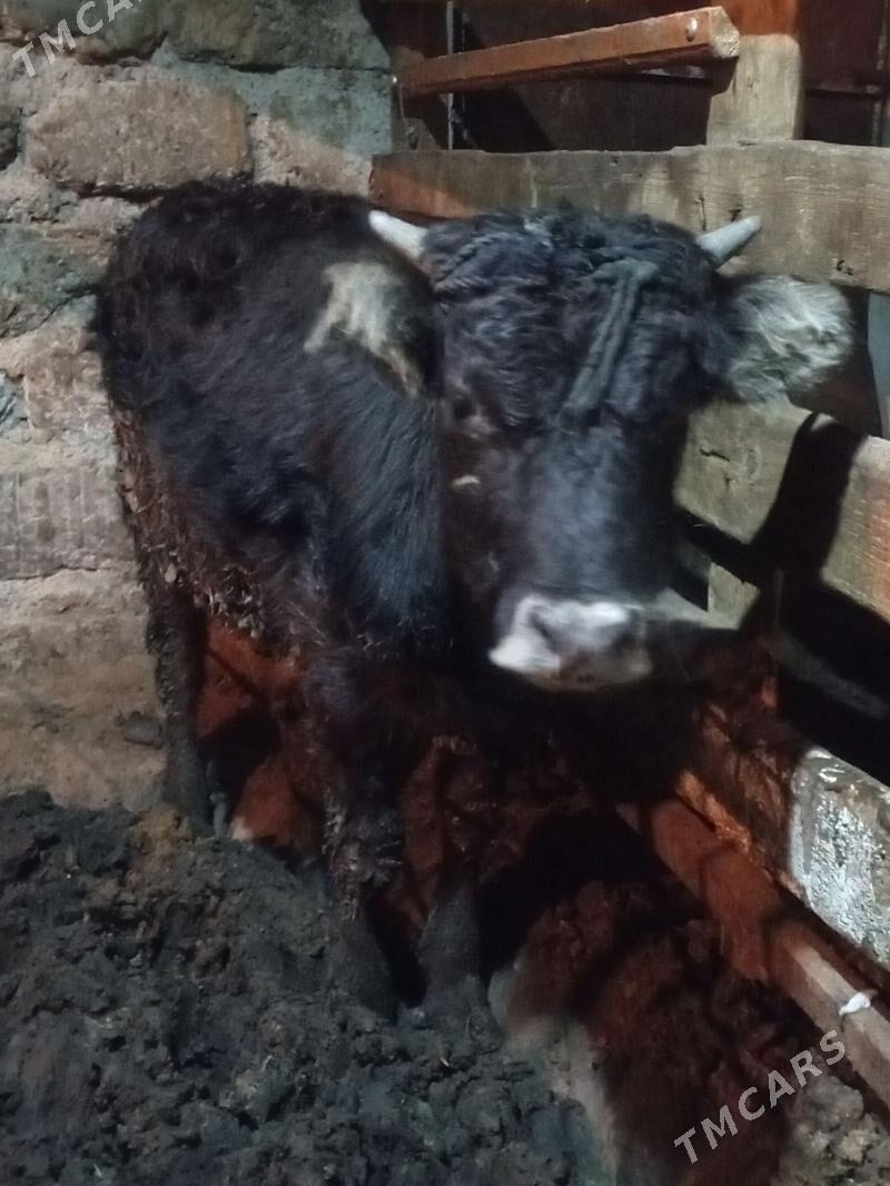 Okuz 4-sany - Ашхабад - img 1