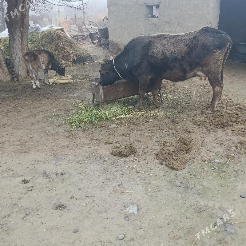 GÒLELI SYGYR - Бахарден - img 1