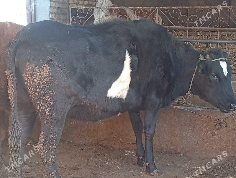 Çorny piyostyr bogaz sygyr - Sakar - img 1