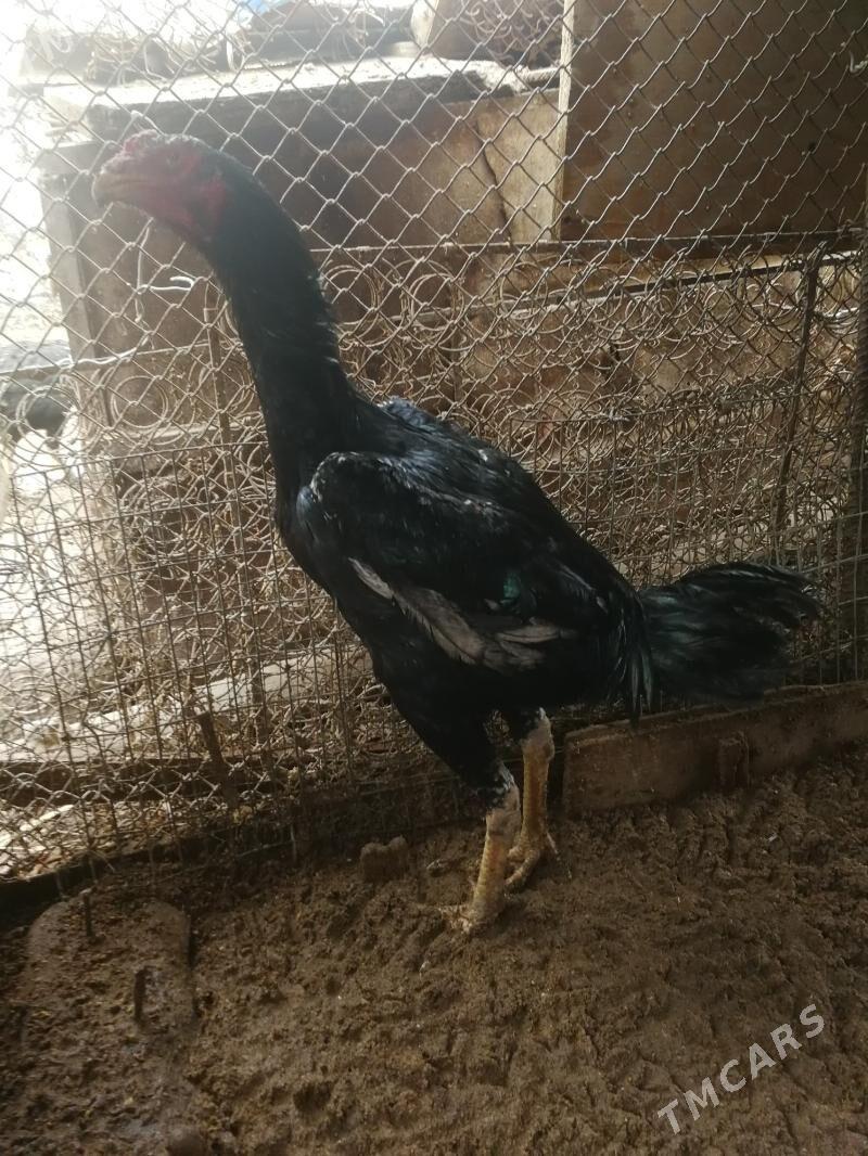 Horaz - Чарджоу - img 1