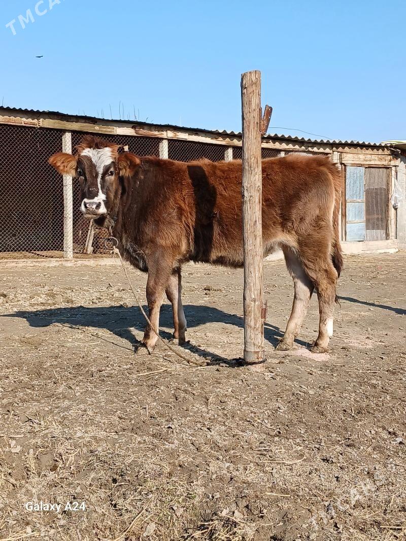 Göle tüwe - Гёкдепе - img 1