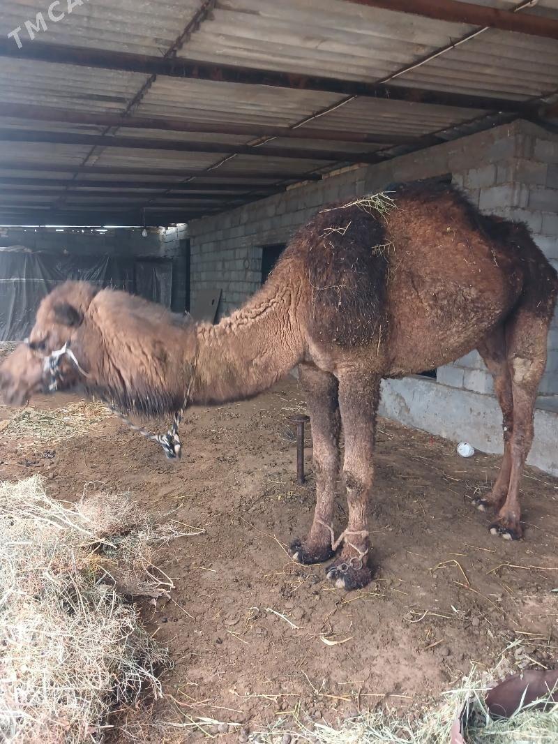 Duýe - Гёкдепе - img 1