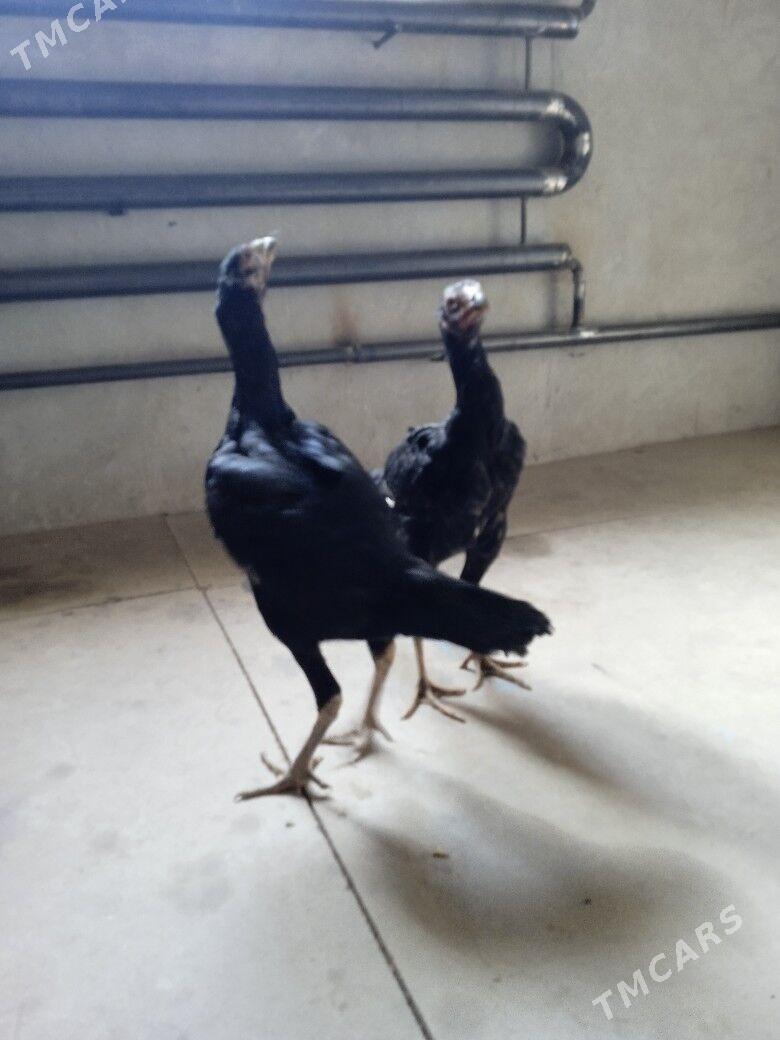 jujeler - Фарап - img 1