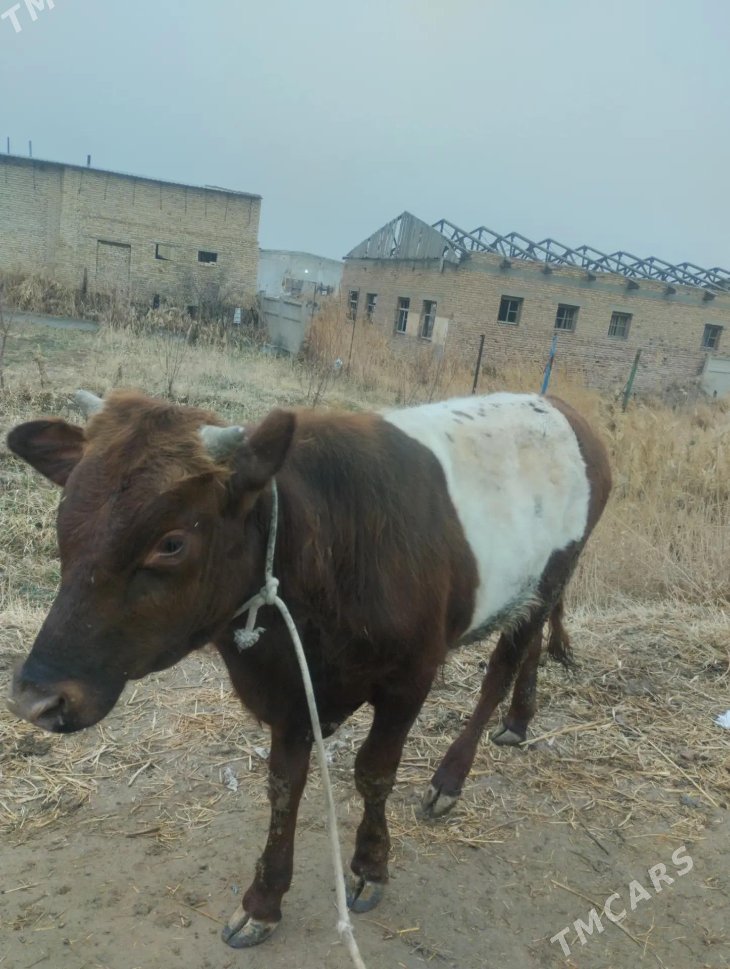 Okuz - Туркменабат - img 1