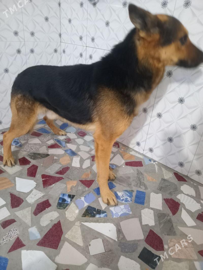 авчарка - Farap - img 1