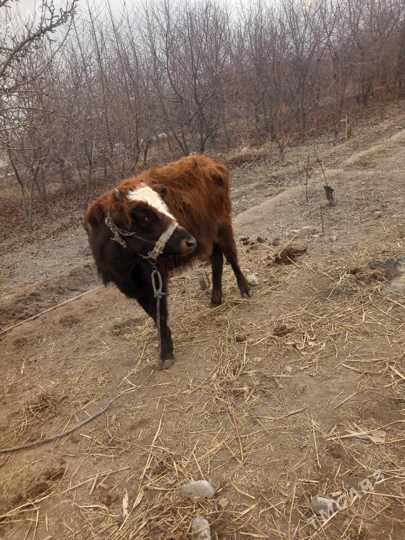 gacar - Шабатский этрап - img 1