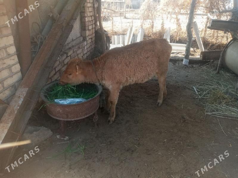 Tüwe - Babadaýhan - img 1