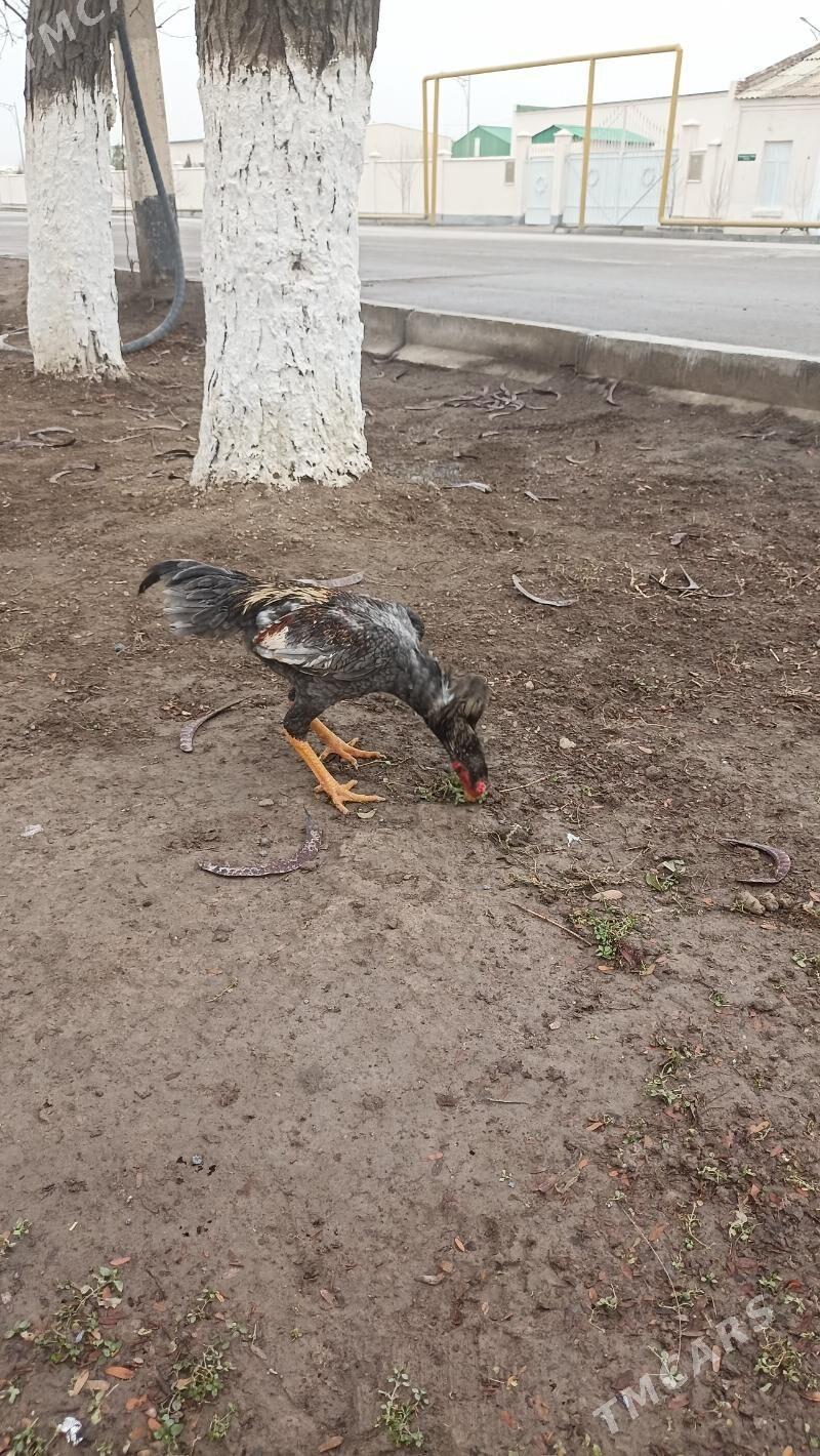 horaz - Çärjew - img 1