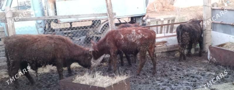 öküz 5sany - Gökdepe - img 1