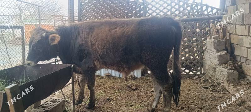 Okuz - Ашхабад - img 1