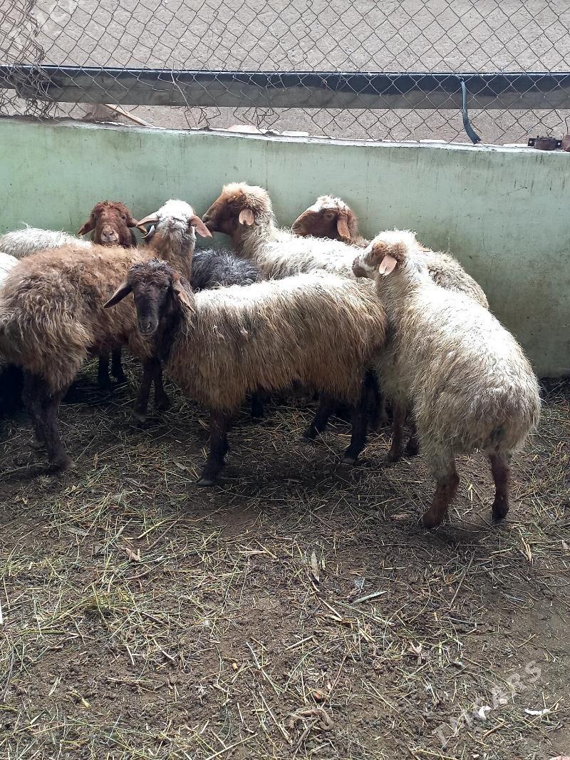 Kisar Türkmen.Işşek Gysyr Goyn - Хитровка - img 1