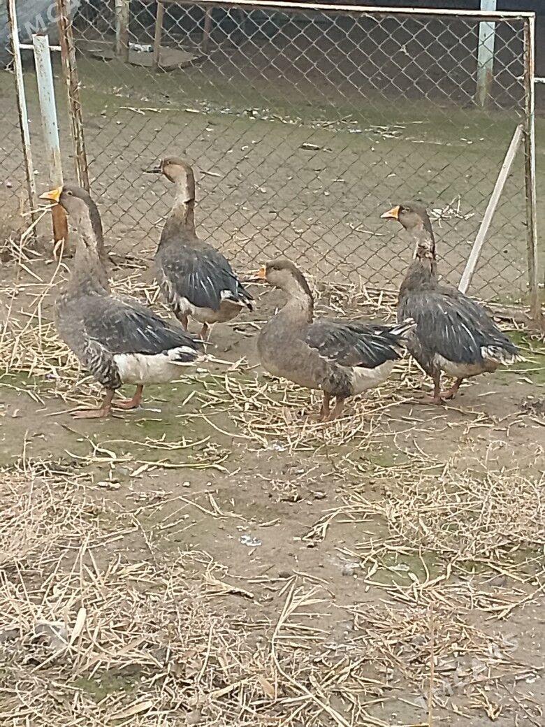 GUSS SERİ GAZ - Tejen - img 1