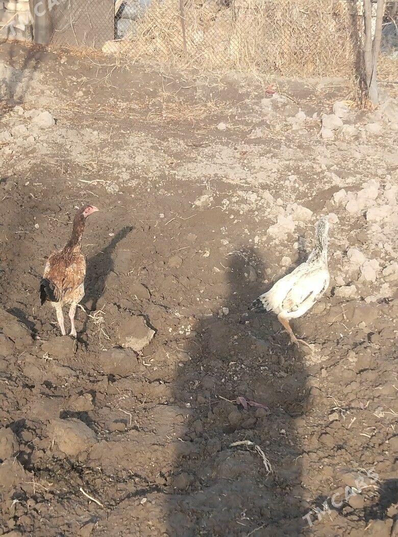 bayysok towuk - Türkmenabat - img 1