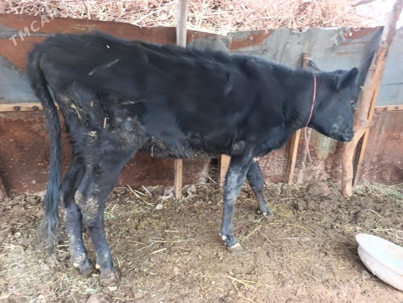 unajyn - Чарджоу - img 1