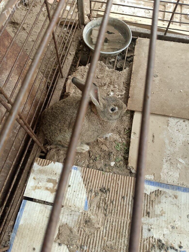 TOWŞAN - Теджен - img 1