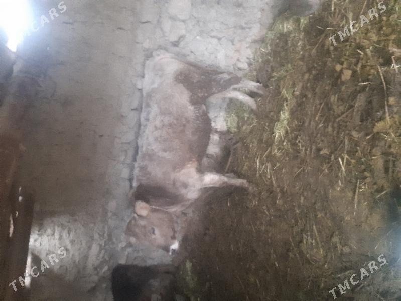 okuz - Бахарден - img 1