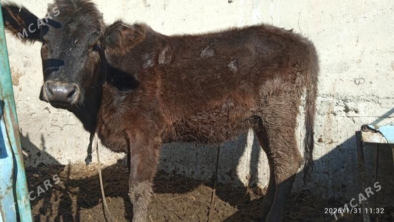 sygyr,tuwe - Бахарден - img 1