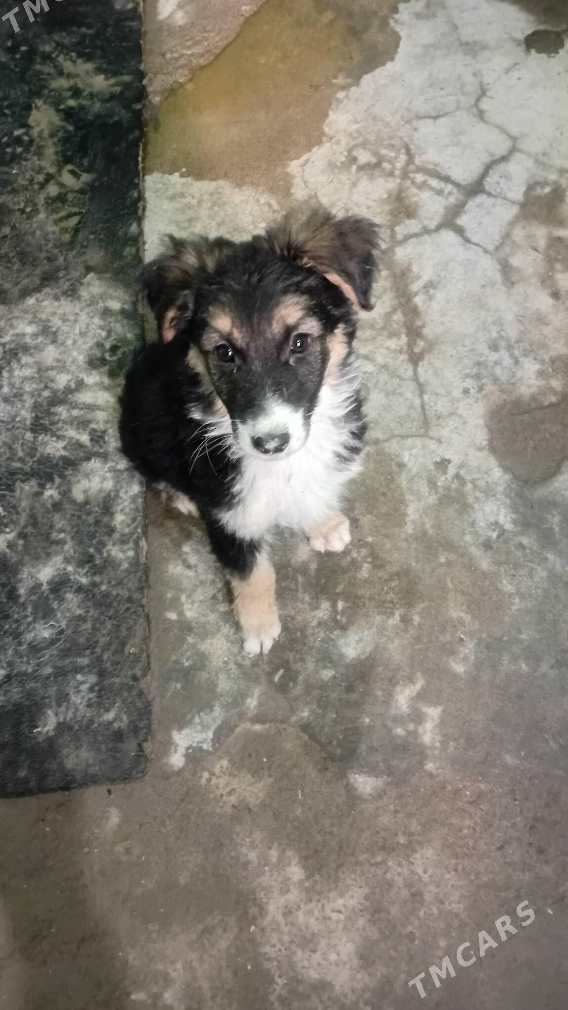 собака - Махтумкули - img 1