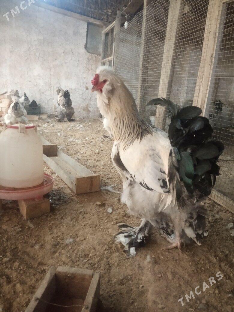 troýka towuk ýumurtga - Байрамали - img 1