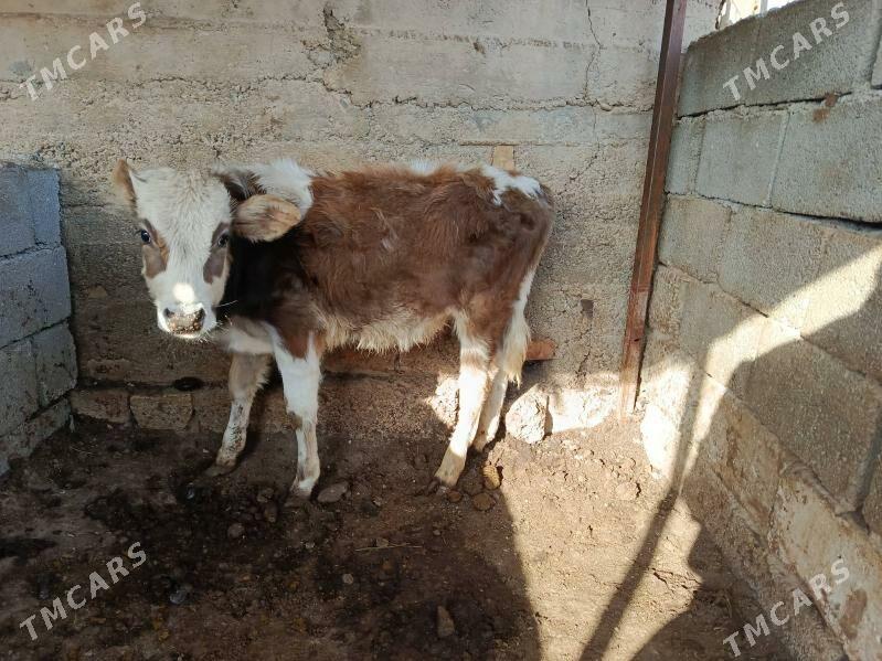 okuz - Aşgabat - img 1