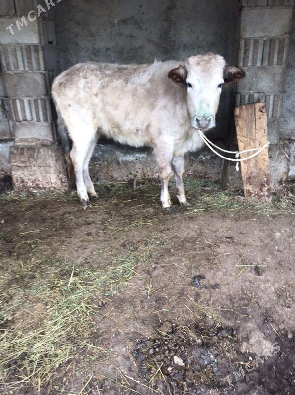 tuwe - Гарадамак Шор - img 1