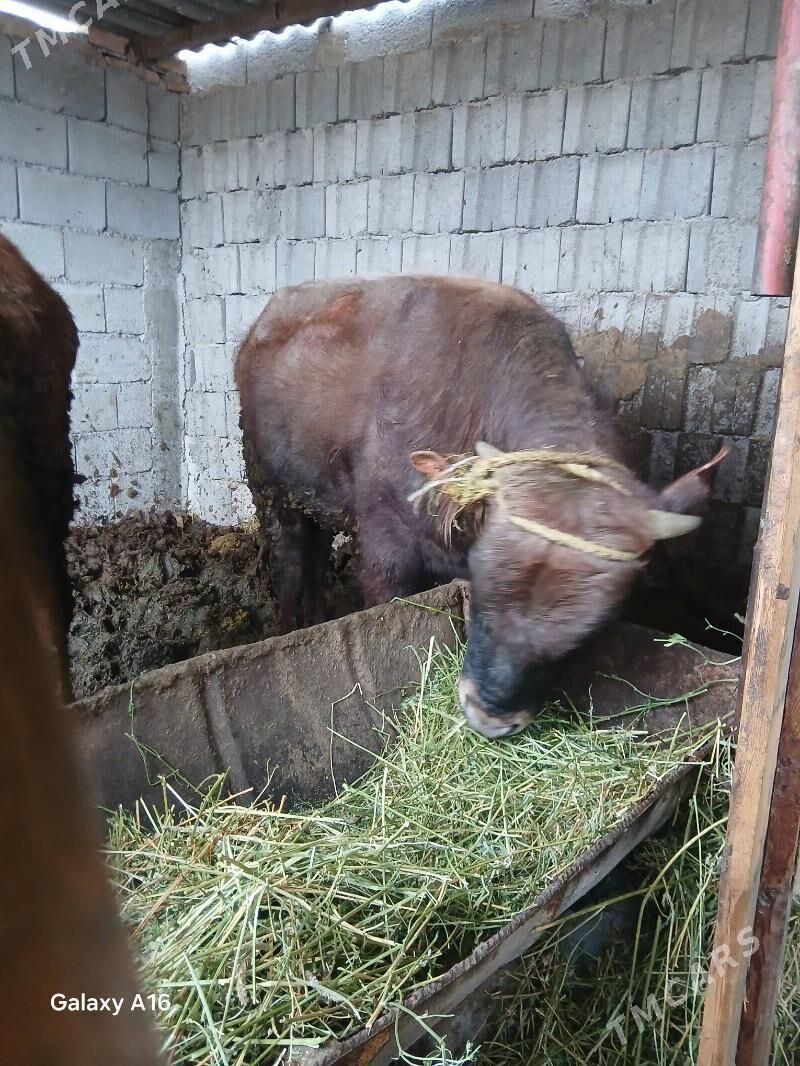 Öküz - Анев - img 1