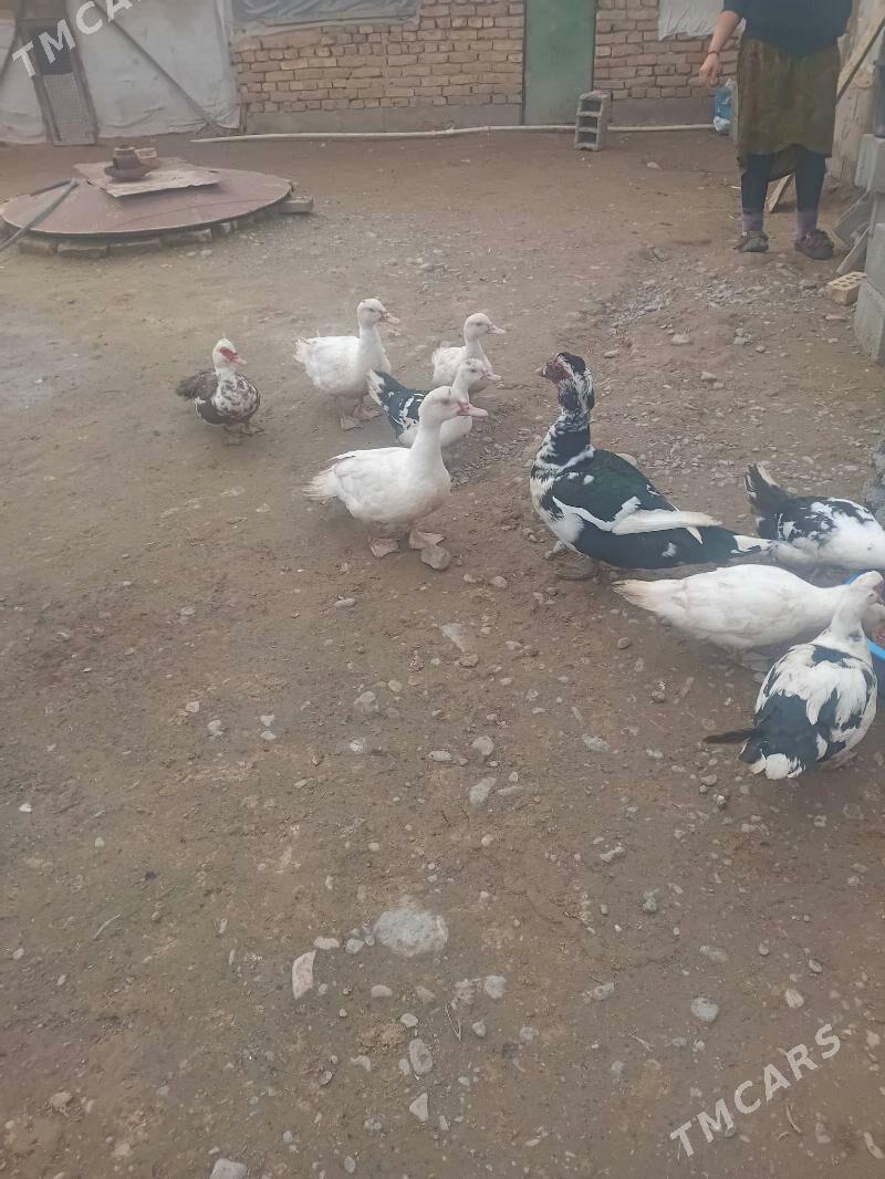 indautga erkek - Kaka - img 1