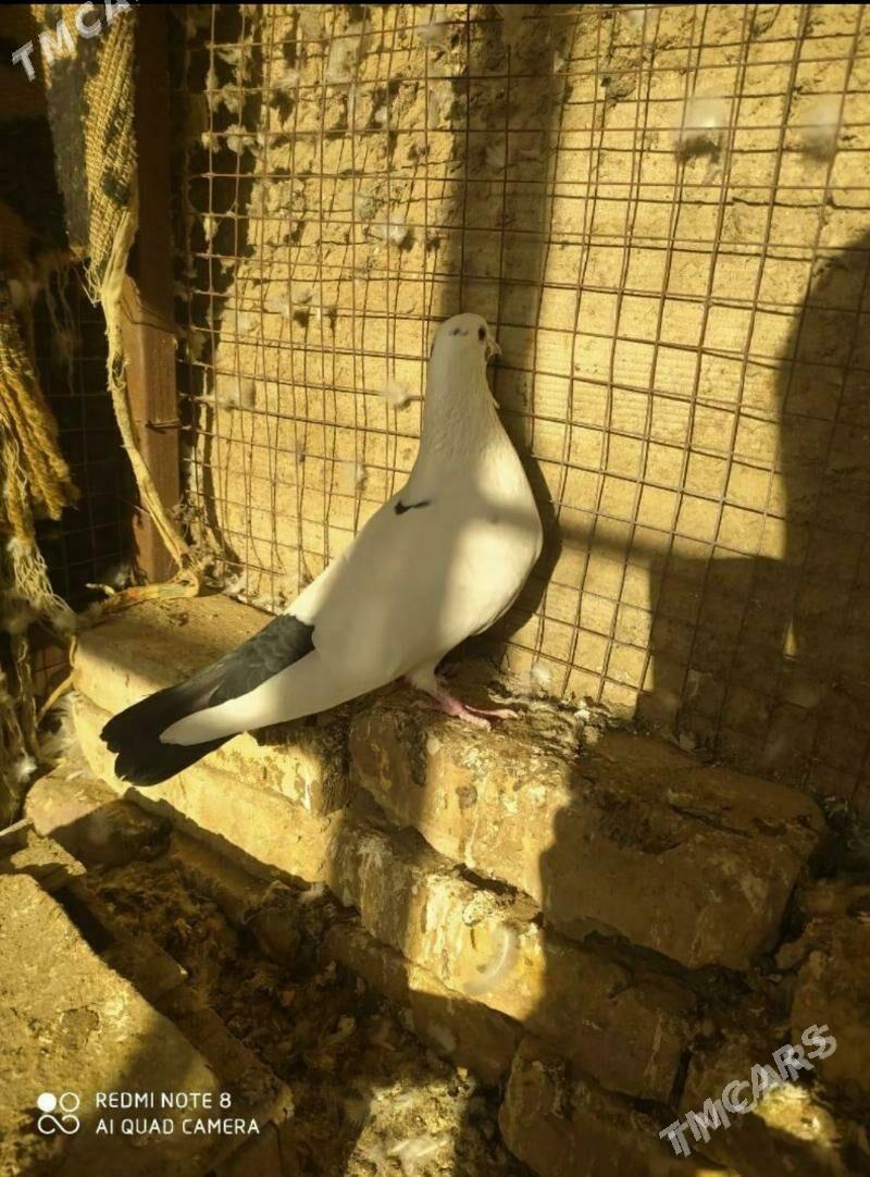 guyrygy gara sames - Мары - img 1