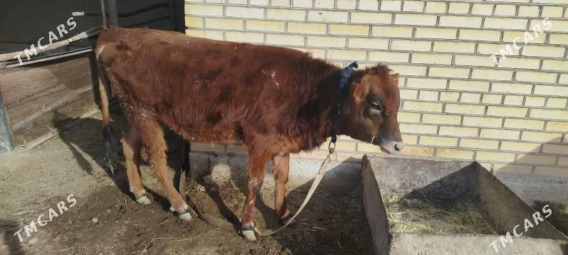 Guljyn 48 milÿon - Murgap - img 1