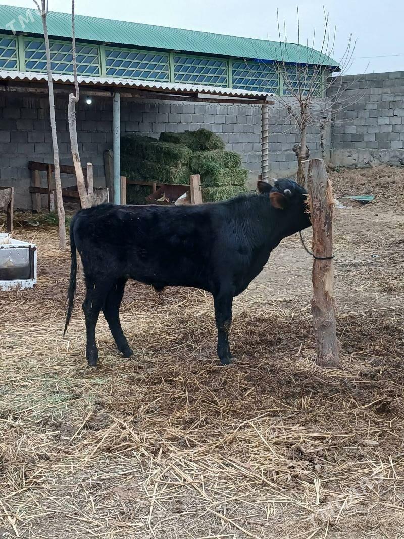 Okuz - Gökdepe - img 1