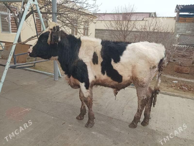 öküz - Бузмеин - img 1